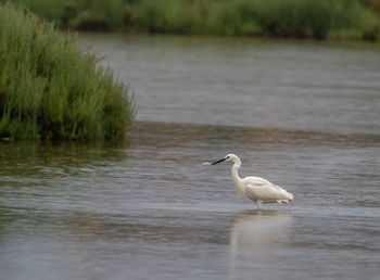 Bird on a lake