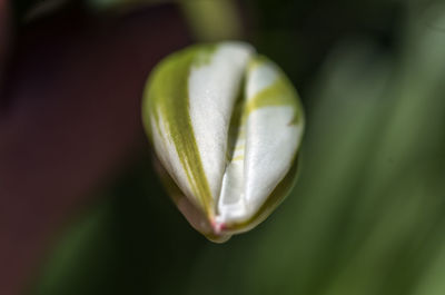Close-up of white flowers blooming outdoors