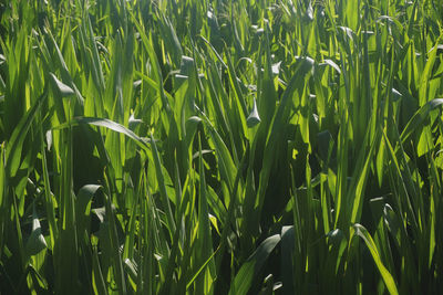 Full frame shot of crops growing on field