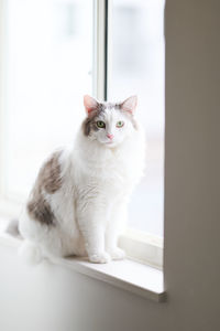 Portrait of cat sitting on window