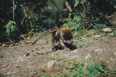 Monkey in a forest