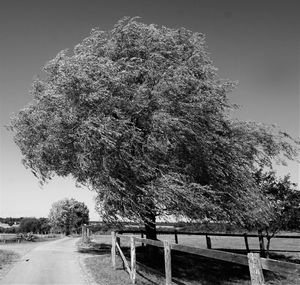 View of trees against clear sky