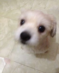 Close-up portrait of a dog