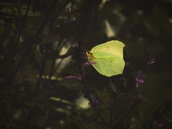 Close-up of insect on leaf