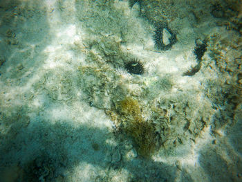 View of fish underwater