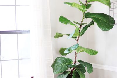 Close-up of potted plant by window at home