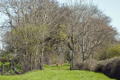 Bare trees on field against sky