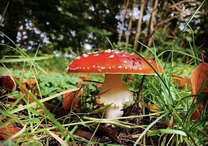 Fly agaric 🍄 Wild Scotland Faeries  Exploring Hiking Forest WoodLand Woods Fungi Flyagaric Fungus Mushroom Plant Food Red Fly Agaric Mushroom Nature Close-up Field No People Toadstool Grass Selective Focus Beauty In Nature Focus On Foreground Tree