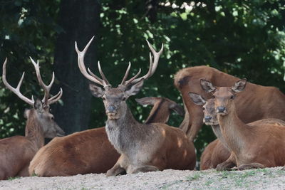 Deer resting in the forest