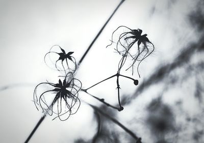 Close-up of plant against sky