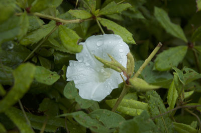 Close-up of wet flower blooming outdoors