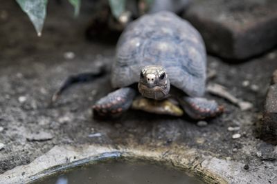 Close-up of turtle on rock