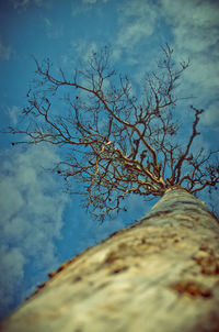 Directly below shot of bare tree against sky