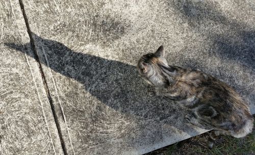 High angle view of cat on footpath