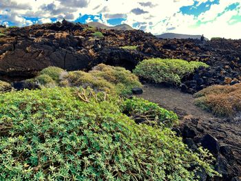 Plants growing on rock against sky