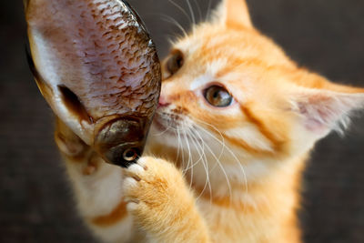 animal