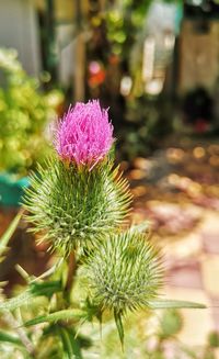 Close-up of pink flowering plant