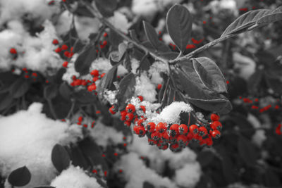 Close-up of frozen plant