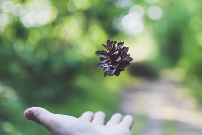 Close-up of hand holding flower against blurred background