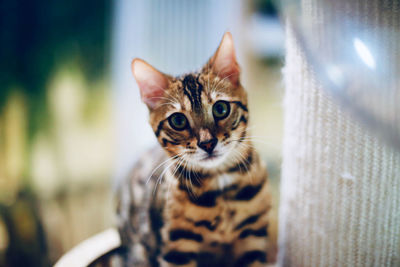 Close-up portrait of cat against blurred background