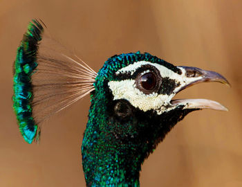 Close-up of peacock