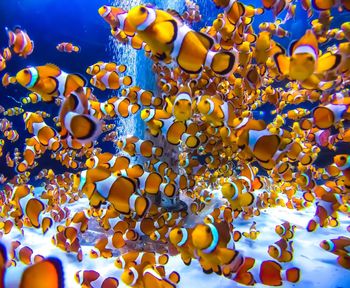 Full frame shot of jellyfish in water