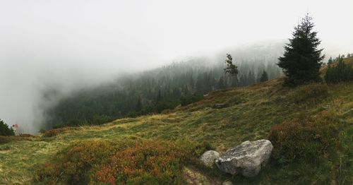 Trees on landscape against sky during foggy weather