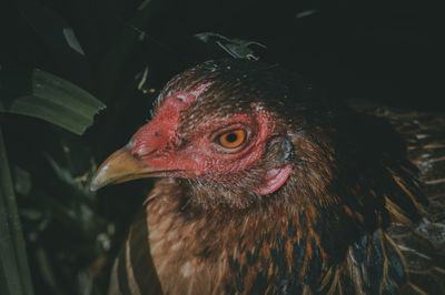 Close-up of a bird