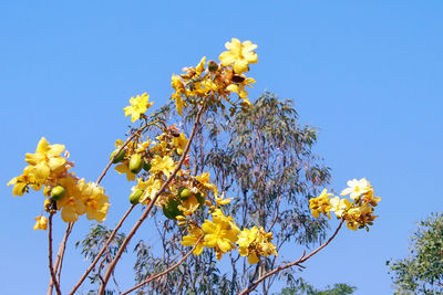 Low angle view of yellow flowers