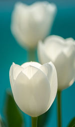 Close-up of white tulips in bloom. turquoise background 