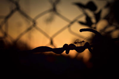 Close-up of silhouette barbed wire on fence