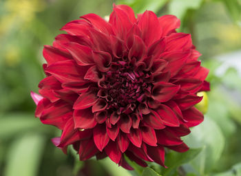 Close-up of red dahlia