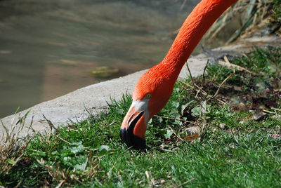 Close-up of a bird on field