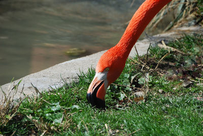 Close-up of a bird on field