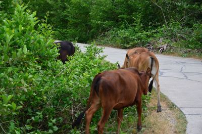 Horse standing on grass against trees