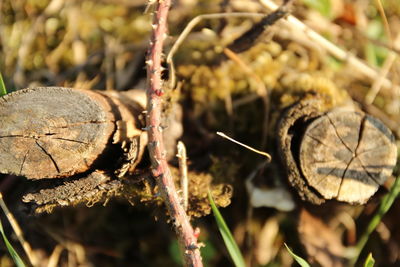 Close-up of plant against blurred background