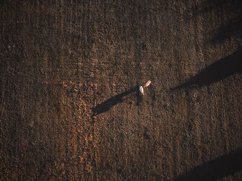 Aerial view of cows grazing on field