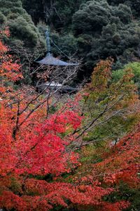 Red leaves on tree trunk