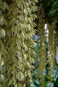 Close-up of fresh green plant