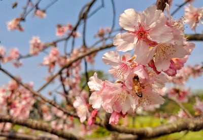 Close-up of cherry blossoms