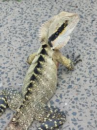 High angle view of lizard