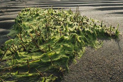 High angle view of plants growing on land