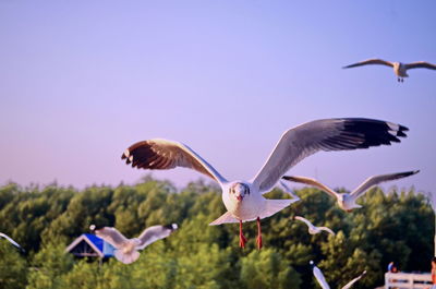 Birds flying in the sky