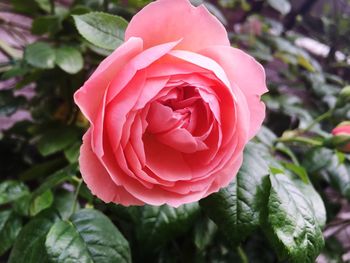 Close-up of pink rose blooming outdoors