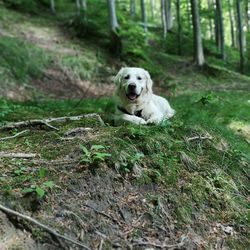 Portrait of dog lying on land