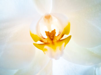 Close-up of yellow flower