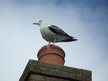 Low angle view of seagull perching on roof against clear sky