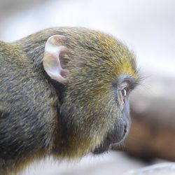 Close-up of a monkey