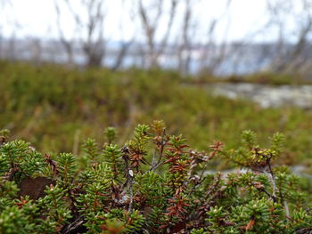 Close-up of plants growing on land