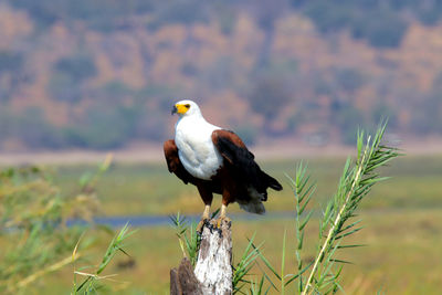 Close-up of fish eagle perching on wooden post